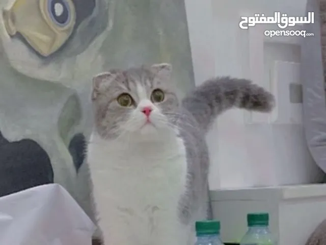 قطه سكوتش فولد للبيع