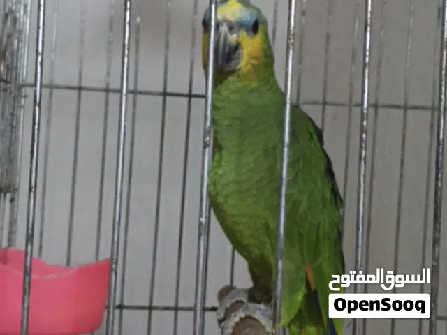 امزون صغير