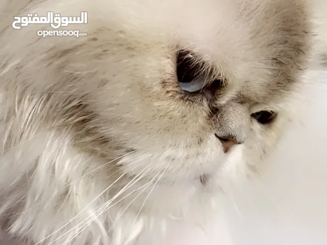 قطه هملايا انثى