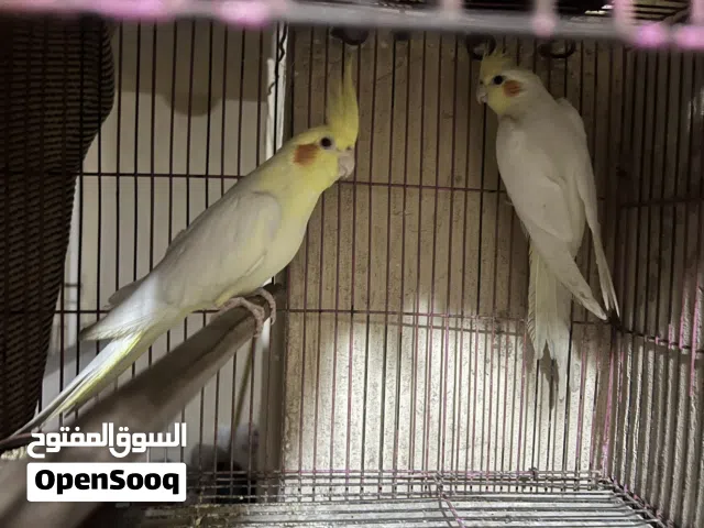 للبيع 4 فرد كوكتيل