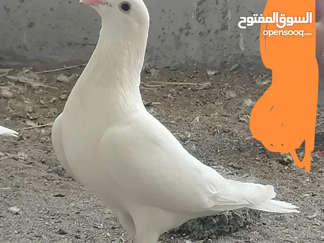 حمام لآحم للبيع