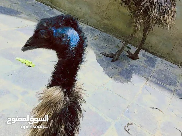 زوج نعام للبيع في صنعاء
