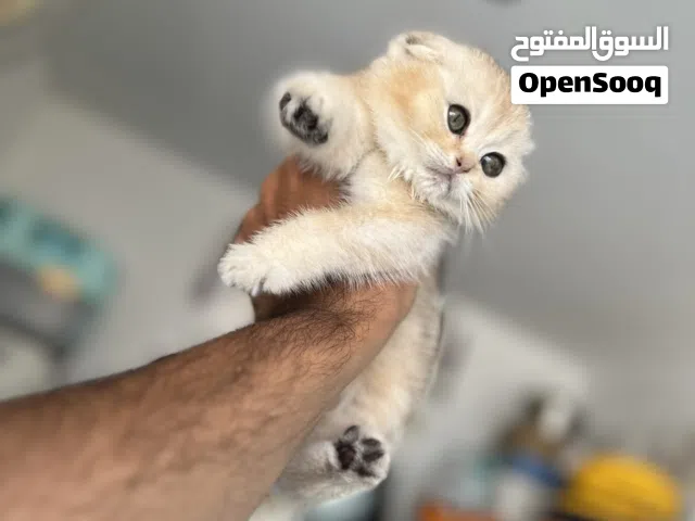 اجمل قطط سكوتش فولد وسكوتش ستريت بالمملكه