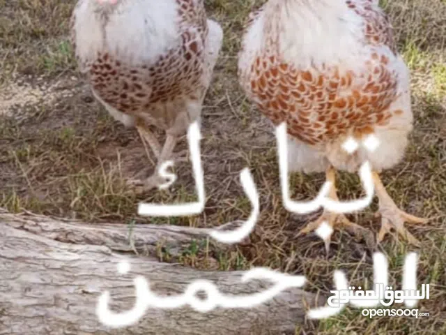 أذكر الله فالعين حق