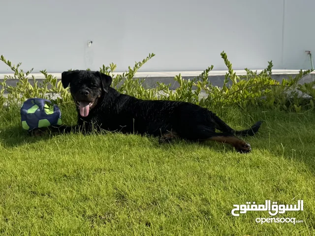 روت وايلر انثى