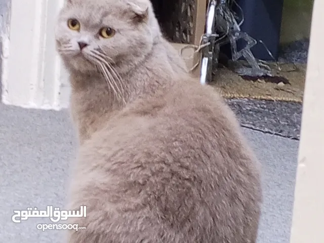 سكوتش فولد للبيع