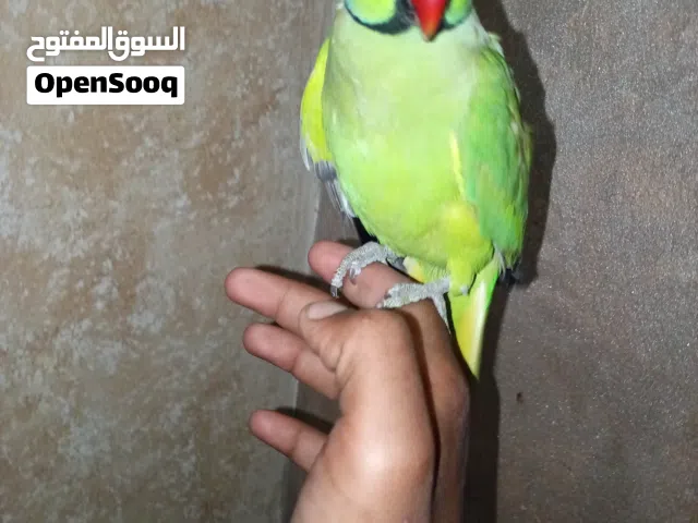 بغبغاء دره طوق كام الصلاه على النبي