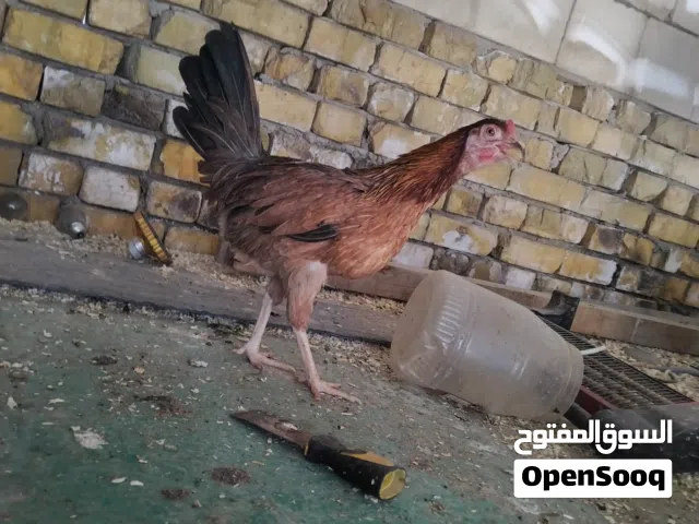 دجاجتين كويتي فول بسعر دجاج عادي مستعجل عالبيع