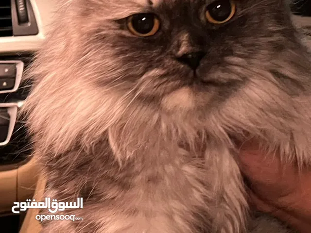 قطة بريطانية استكلندية للبيع