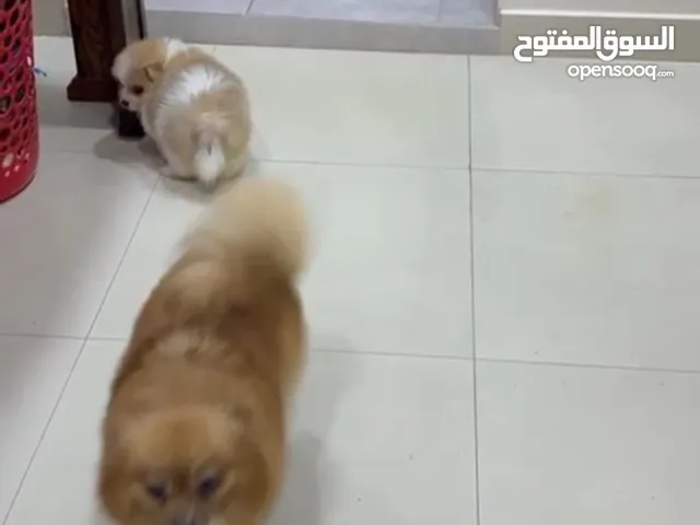 بروميرين انثى