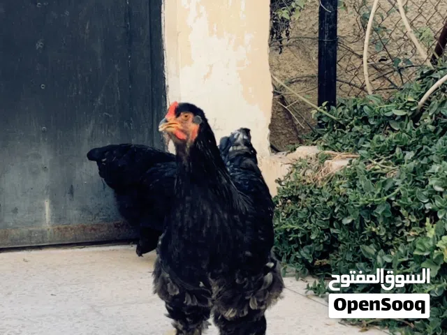 جاج براهمه مستوى عالي