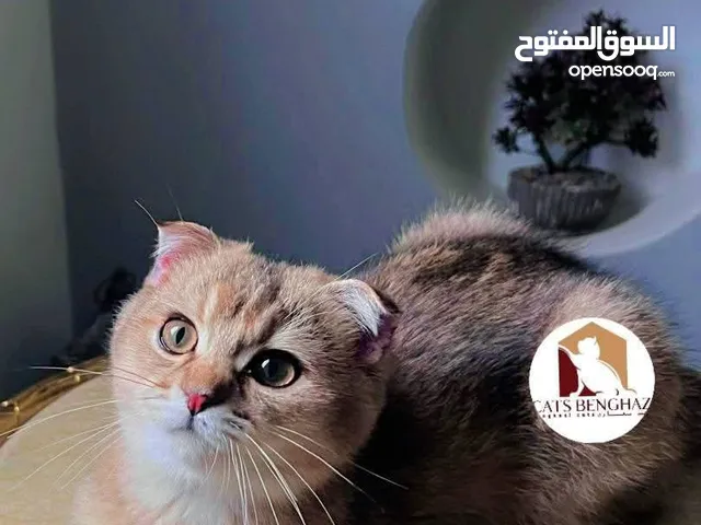 قط سكوتش فولد قولدن