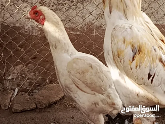دجاج بنجابي اصل خالي من العيوب