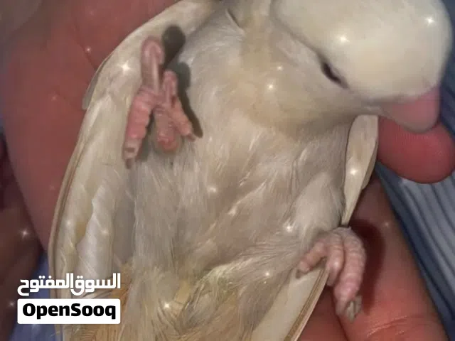 للبيع روز ابيض