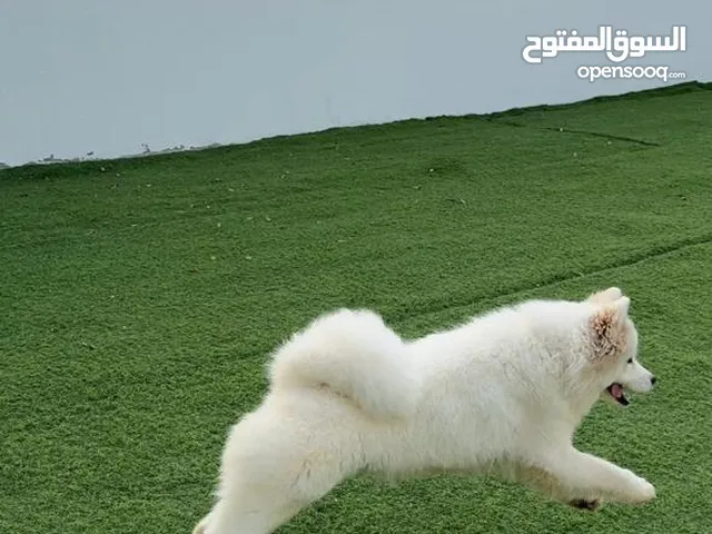 مجموعة كلاب جيرمن سامويد جولدن بومرنين شيتزو اسعار لا تقارن