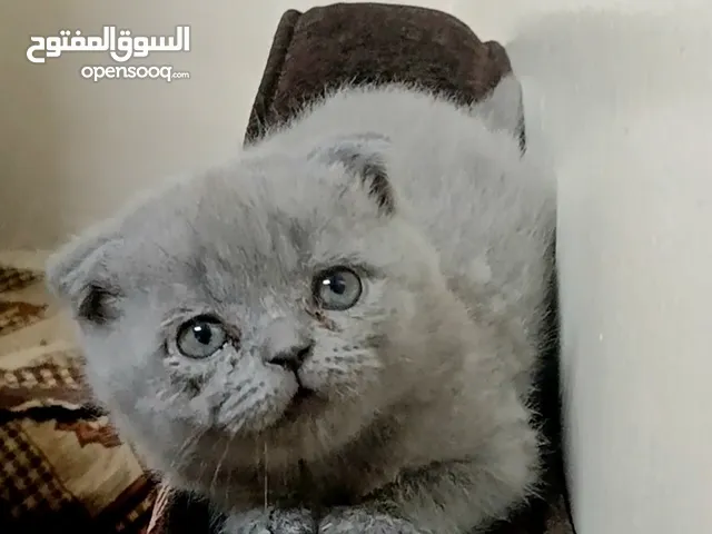 ذكر سكوتش دبل فولد عمر 60 يوم لطفا اقرأ الوصف