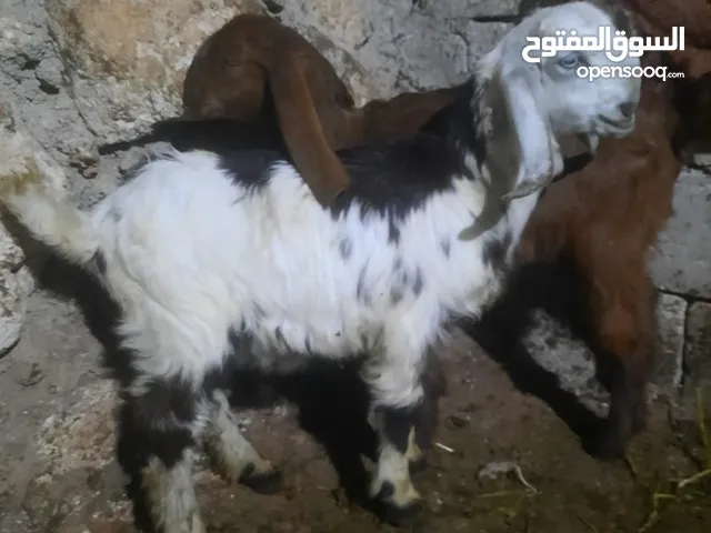 جدي وصخله  عمر 3شهور  للبدل للبدل  على عنز محظر ومنظر كفاله حليب