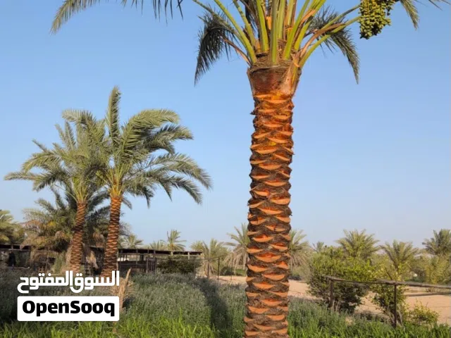 Date palm trees for Sale