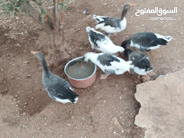 6حبات وز 4اناثي 2 ذكوره البيع