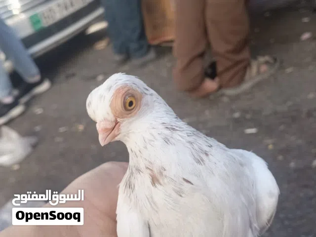 مطلوووب اربشات اللمنيوم