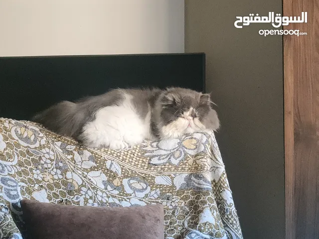ذكر بيكي فيس العمر سنتين ونص
