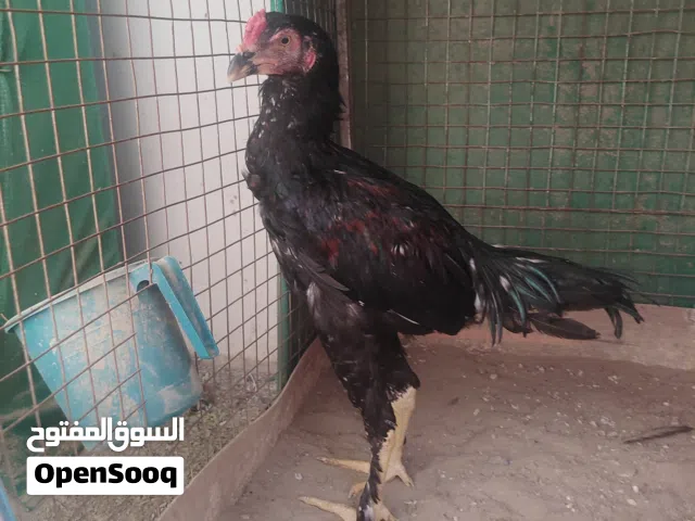 طيور للبيع