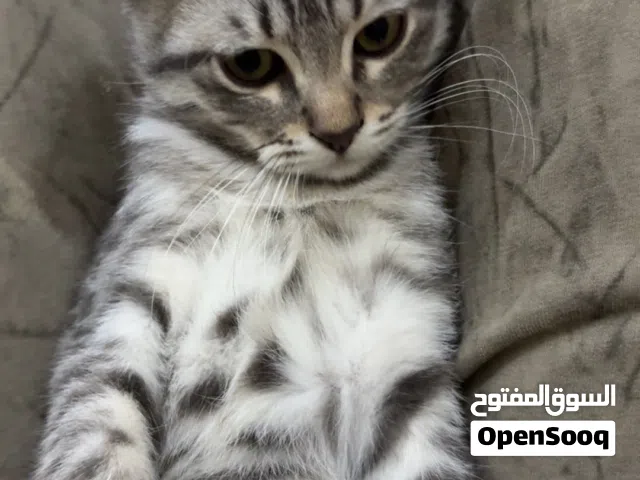 العمر 4شهور السعر 300