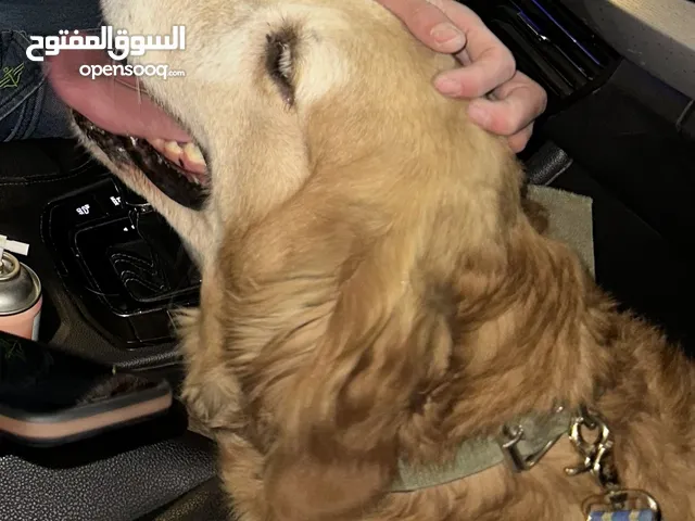 جولد ريتريفر Golden retriever