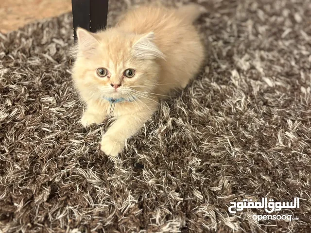 قطة جميلة للبيع مع أغراضها