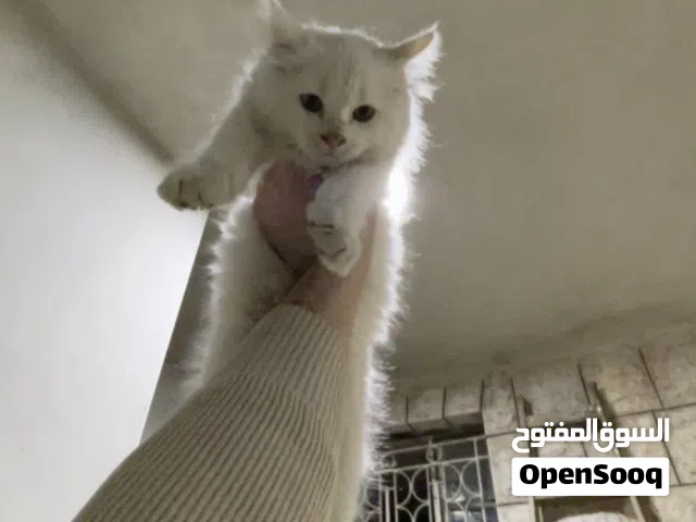 قطه شيرازي عمر خمس اشهر كثيره اللعب مرحه