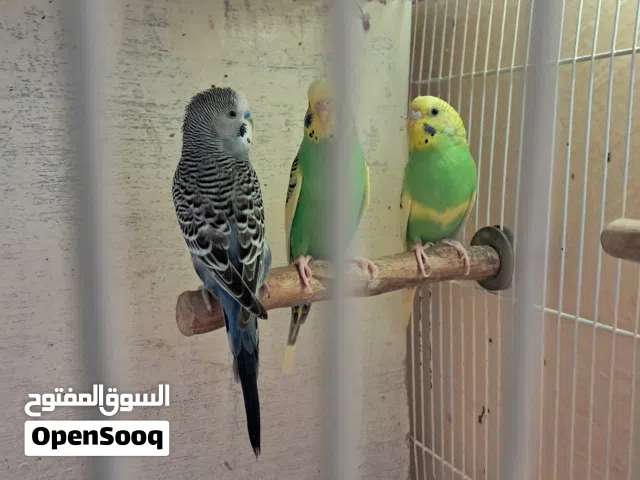 1 male 2 female budgies sharjah