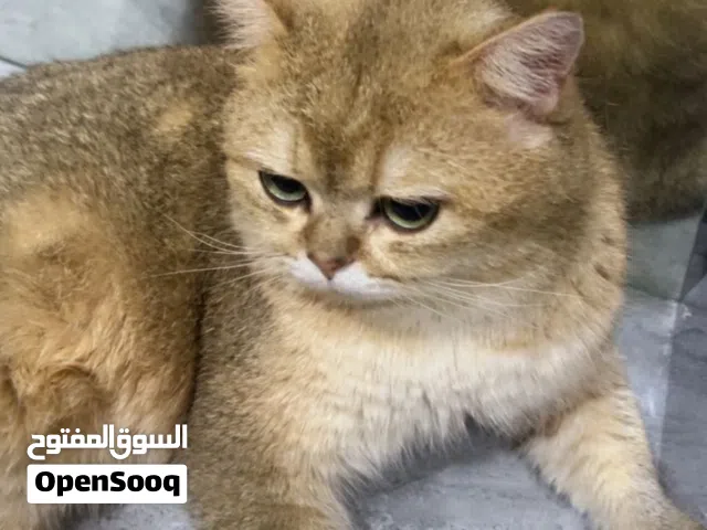 ذكر للتزاوج براش هير