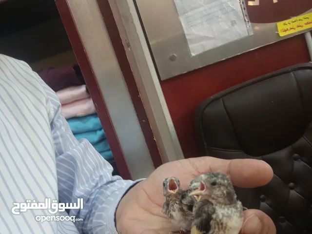 حسون فرخ عش محجل مسمع