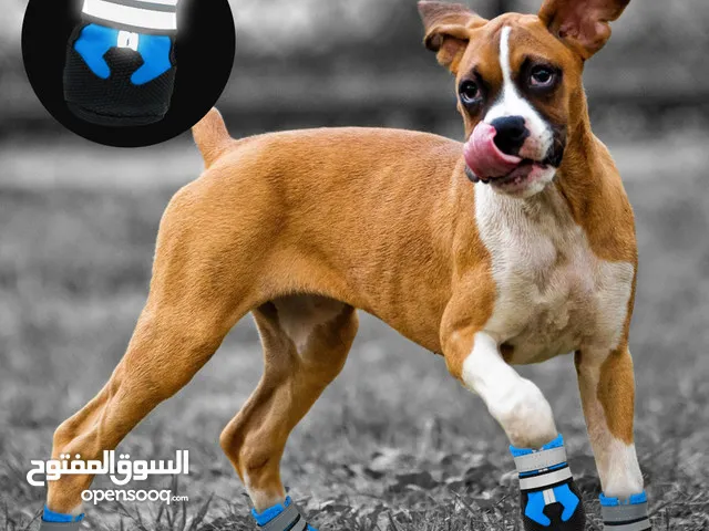 حذاء طبي خاص للقطط والكلاب مبطن وقوي