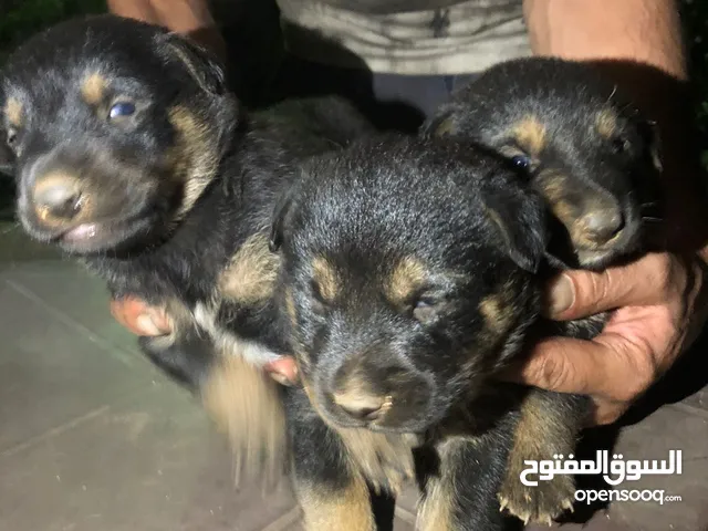 جراء رت وايلر امريكي العمر 20 يوم دم صافي
