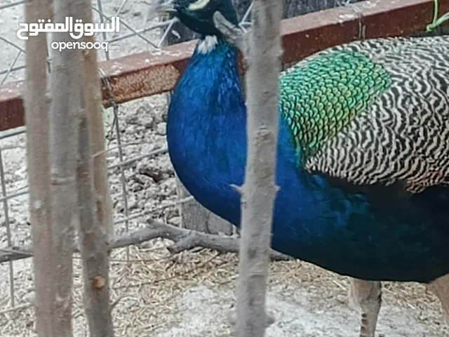 زوج طاوس مع بيضهن