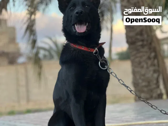 فرصة لعشاق الراعي الألماني  سعر مساومه