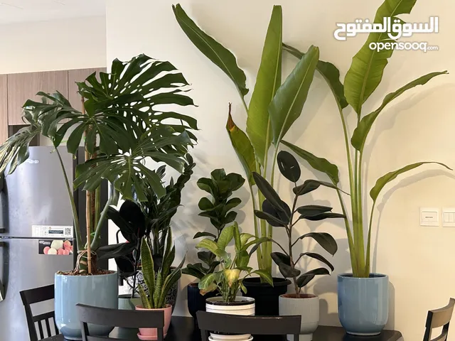 All indoor low lighting plants