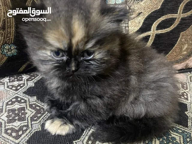 قطه للبيع صغيره