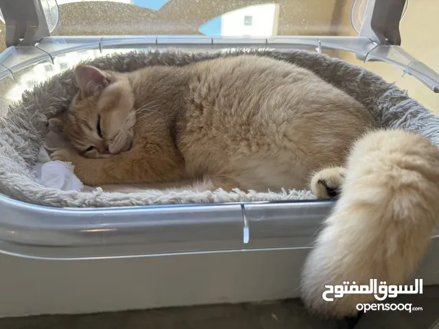 British short hair male kitten ۱۸۰۰درهم