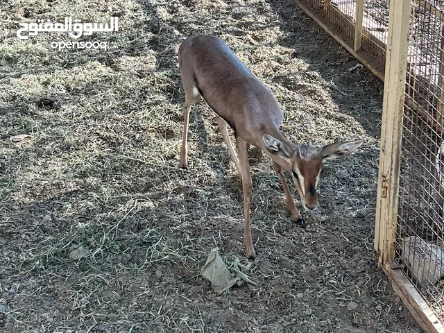 غزال الدماني
