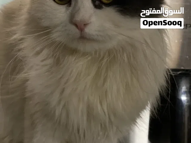 أنكورا أصول تركيه