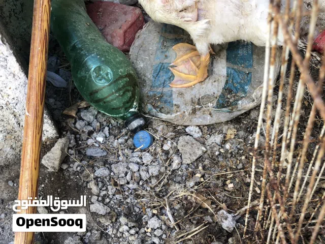 بطه صغيره العمر مايتجوز 6شهور للبيع السعر 5ریال