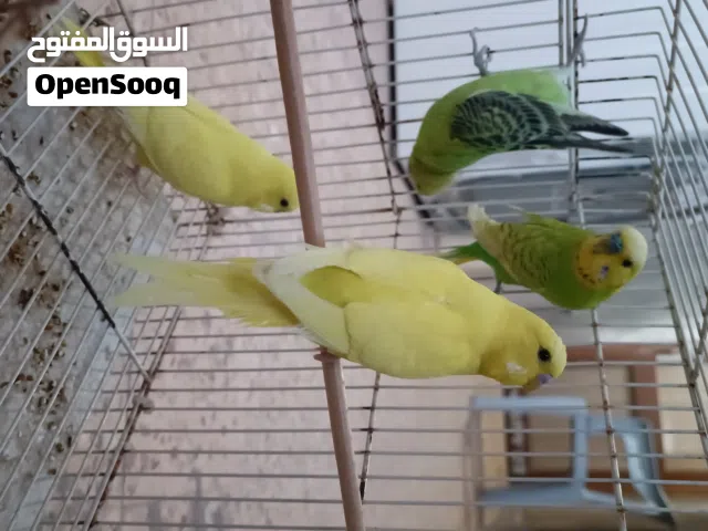 4 طروف باقلينو حجم غليظ للبيع ريش