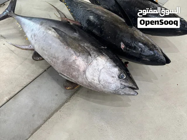 مالح جيذر وحبسة للبييع