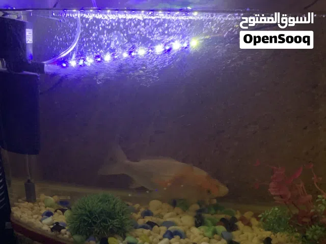 حوض سمك ،، كامل ملحقات
