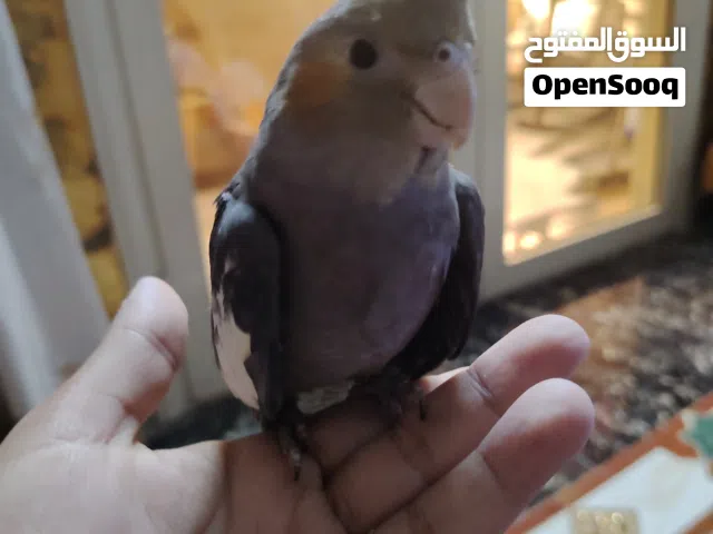 كوكتيل متدرب