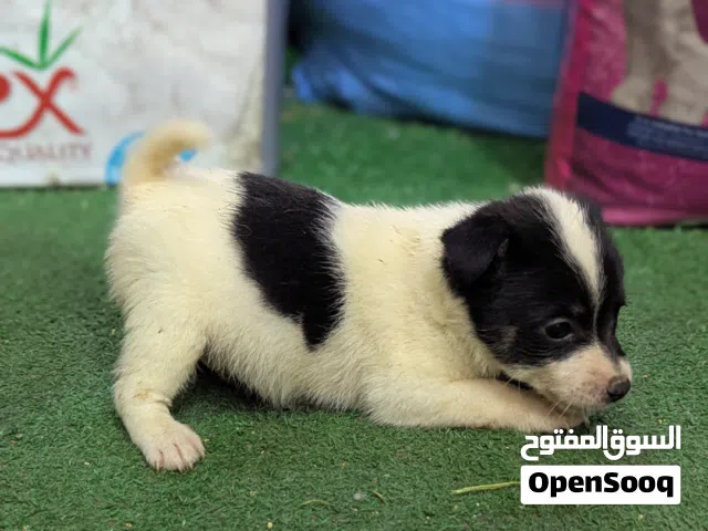 Spitz X jack Russell