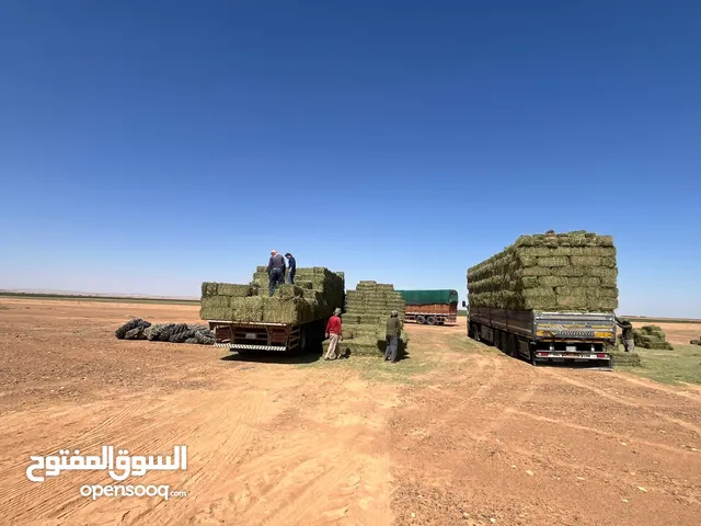 برسيم صافي لبان جندير