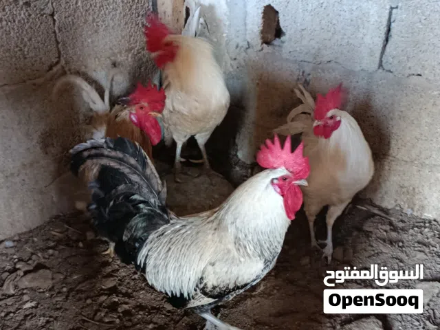 4 ديوك للبيع